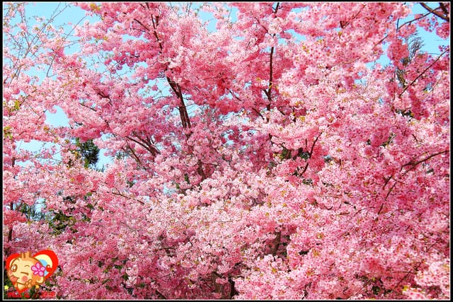 《遊記—桃園》拉拉山恩愛農場～千島櫻盛開中(2/26花況)