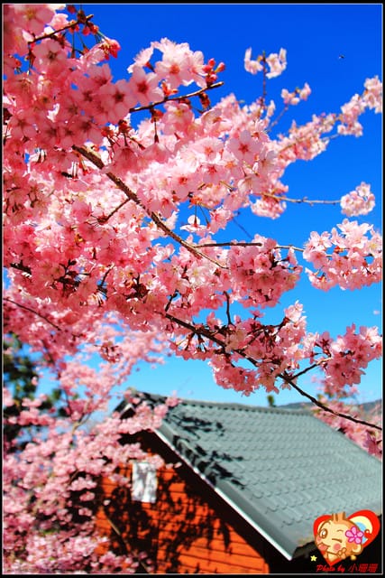 《遊記—桃園》拉拉山恩愛農場～千島櫻盛開中(2/26花況)