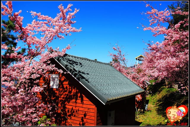 《遊記—桃園》拉拉山恩愛農場～千島櫻盛開中(2/26花況)