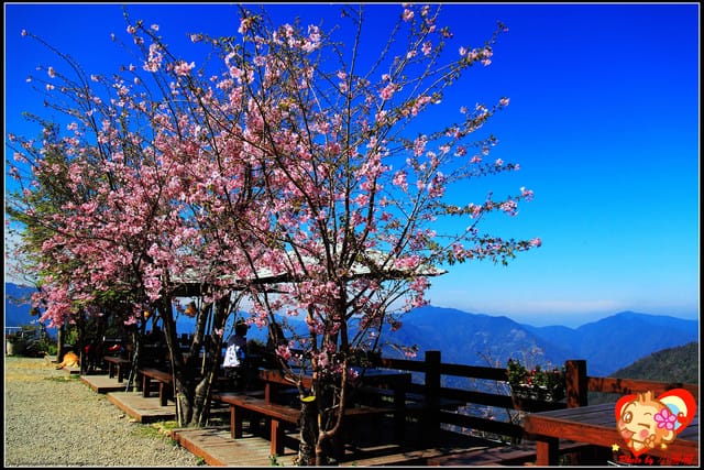 《遊記—桃園》拉拉山恩愛農場～千島櫻盛開中(2/26花況)
