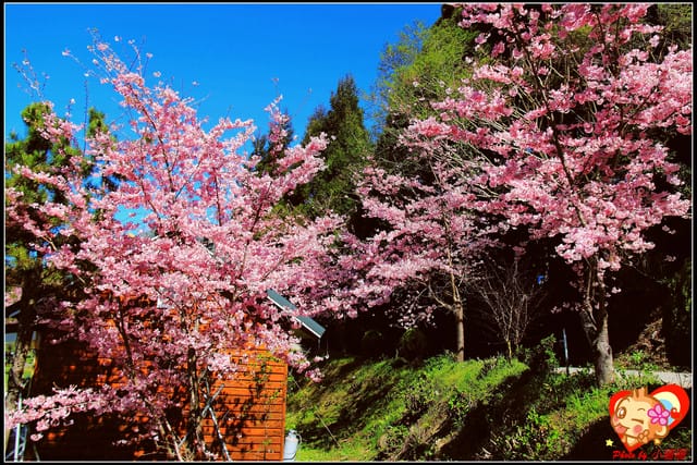 《遊記—桃園》拉拉山恩愛農場～千島櫻盛開中(2/26花況)