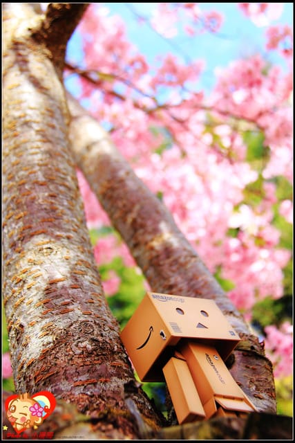 《遊記—桃園》拉拉山恩愛農場～千島櫻盛開中(2/26花況)