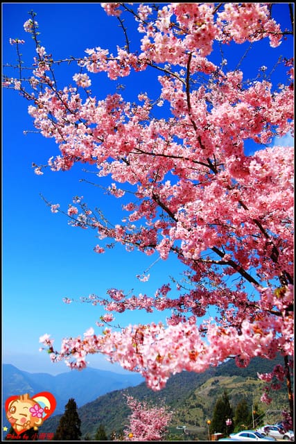 《遊記—桃園》拉拉山恩愛農場～千島櫻盛開中(2/26花況)