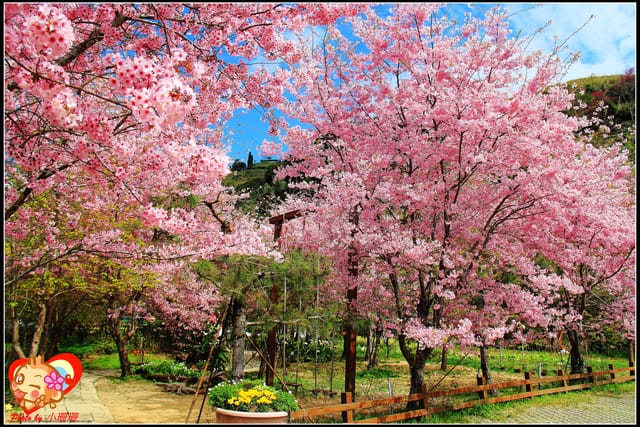 《遊記—桃園》拉拉山恩愛農場～千島櫻盛開中(2/26花況)