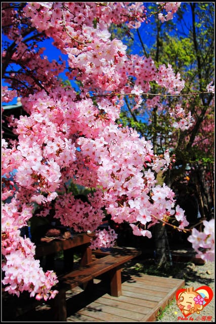 《遊記—桃園》拉拉山恩愛農場～千島櫻盛開中(2/26花況)