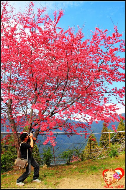 《遊記—桃園》拉拉山恩愛農場～千島櫻盛開中(2/26花況)