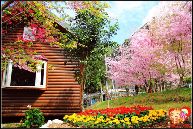 《遊記—桃園》拉拉山恩愛農場～千島櫻盛開中(2/26花況)