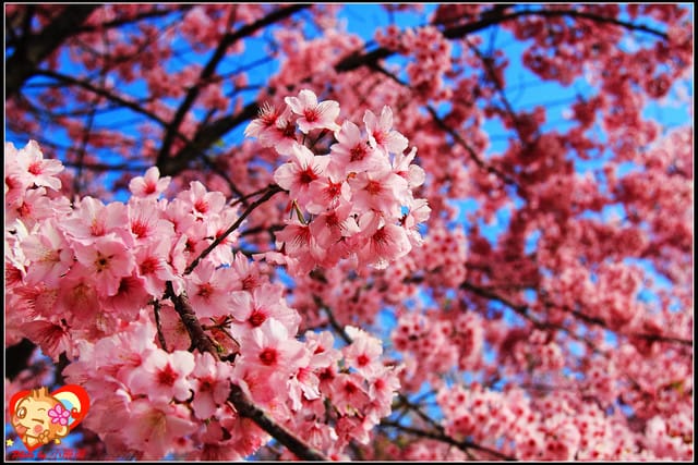 《遊記—桃園》拉拉山恩愛農場～千島櫻盛開中(2/26花況)