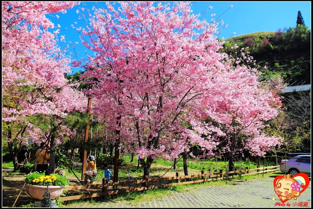 《遊記—桃園》拉拉山恩愛農場～千島櫻盛開中(2/26花況)