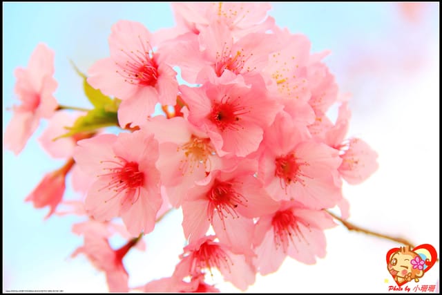 《遊記—桃園》拉拉山恩愛農場～千島櫻盛開中(2/26花況)