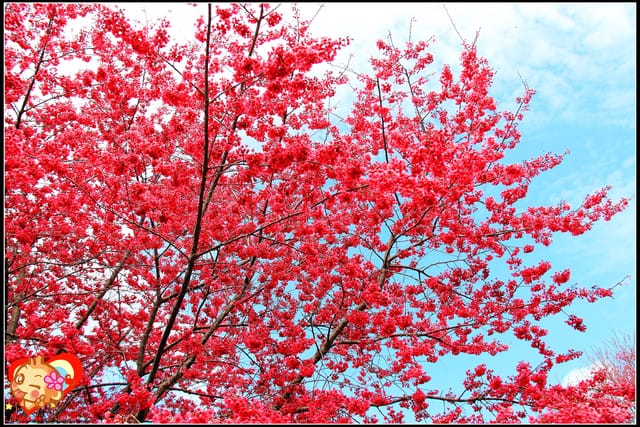 《遊記—桃園》拉拉山恩愛農場～千島櫻盛開中(2/26花況)