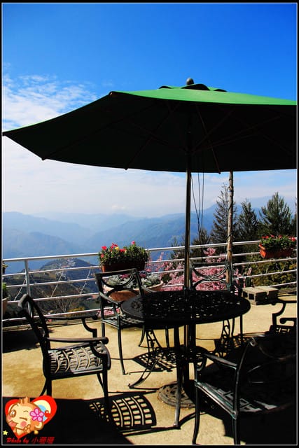 《遊記—桃園》拉拉山恩愛農場～千島櫻盛開中(2/26花況)