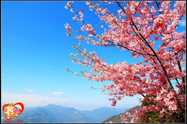 《遊記—桃園》拉拉山恩愛農場～千島櫻盛開中(2/26花況)