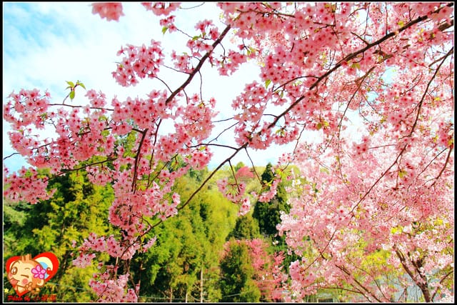 《遊記—桃園》拉拉山恩愛農場～千島櫻盛開中(2/26花況)