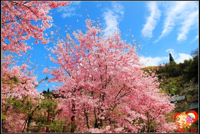 《遊記—桃園》拉拉山恩愛農場～千島櫻盛開中(2/26花況)