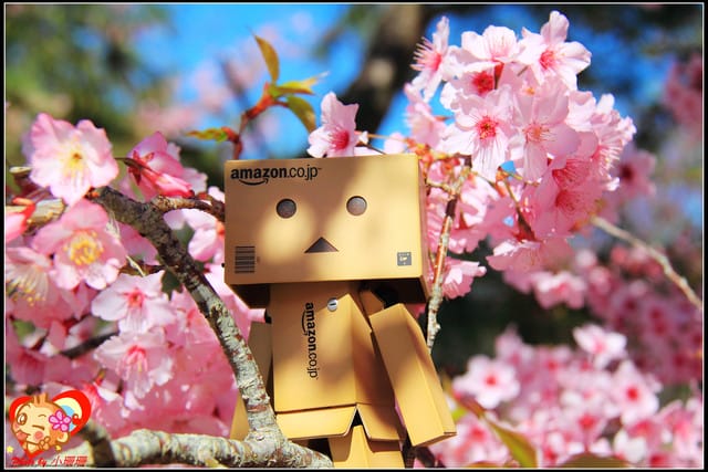 《遊記—桃園》拉拉山恩愛農場～千島櫻盛開中(2/26花況)