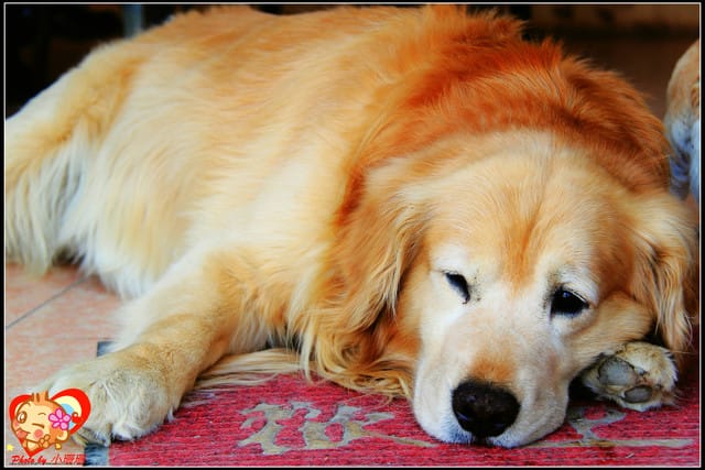 《遊記—桃園》拉拉山恩愛農場～千島櫻盛開中(2/26花況)