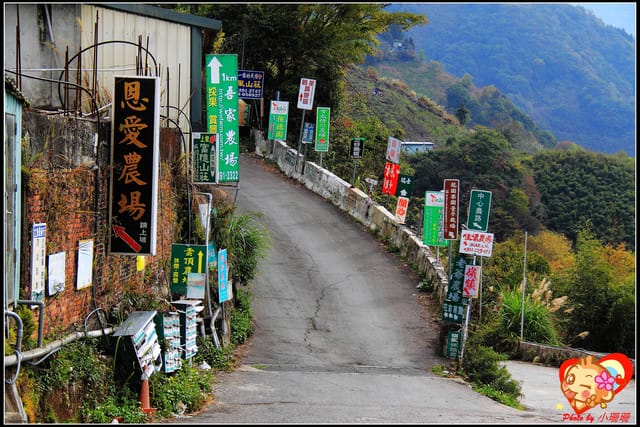 《遊記—桃園》拉拉山恩愛農場～千島櫻盛開中(2/26花況)