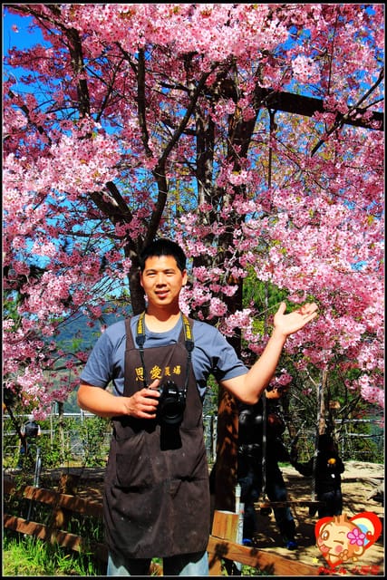 《遊記—桃園》拉拉山恩愛農場～千島櫻盛開中(2/26花況)