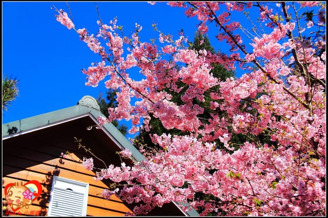 《遊記—桃園》拉拉山恩愛農場～千島櫻盛開中(2/26花況)