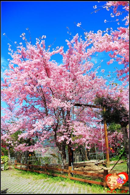 《遊記—桃園》拉拉山恩愛農場～千島櫻盛開中(2/26花況)