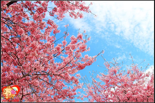 《遊記—桃園》拉拉山恩愛農場～千島櫻盛開中(2/26花況)