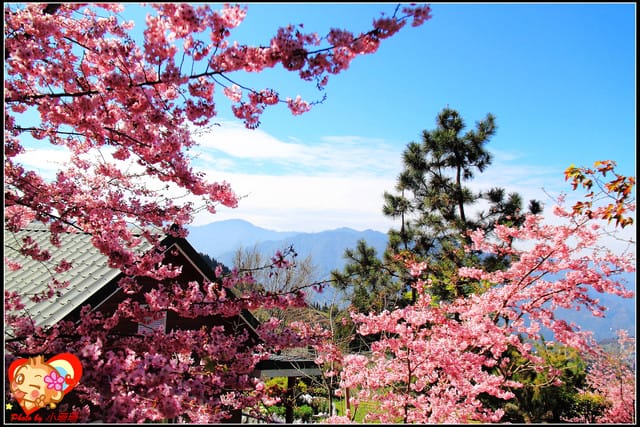 《遊記—桃園》拉拉山恩愛農場～千島櫻盛開中(2/26花況)