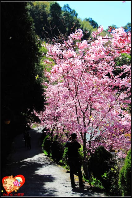《遊記—桃園》拉拉山恩愛農場～千島櫻盛開中(2/26花況)