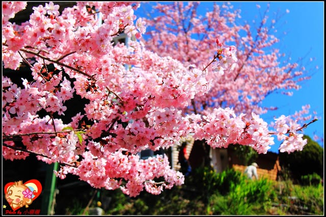 《遊記—桃園》拉拉山恩愛農場～千島櫻盛開中(2/26花況)
