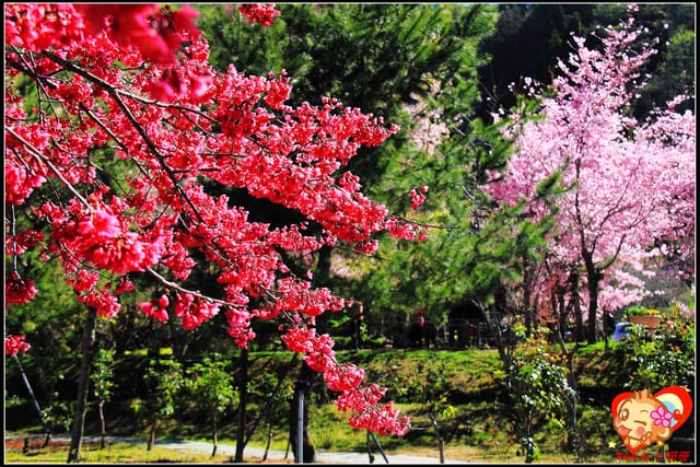 《遊記—桃園》拉拉山恩愛農場～千島櫻盛開中(2/26花況)