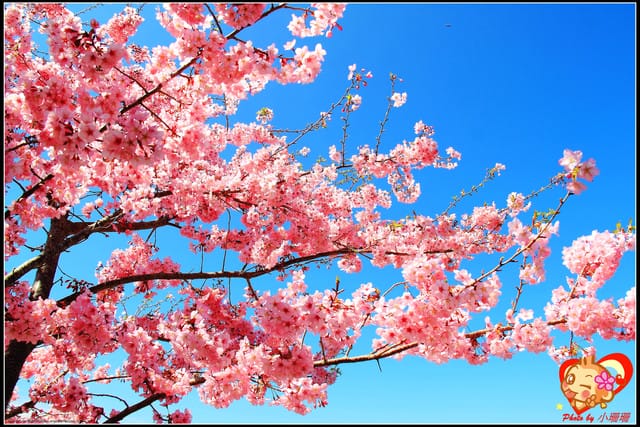 《遊記—桃園》拉拉山恩愛農場～千島櫻盛開中(2/26花況)