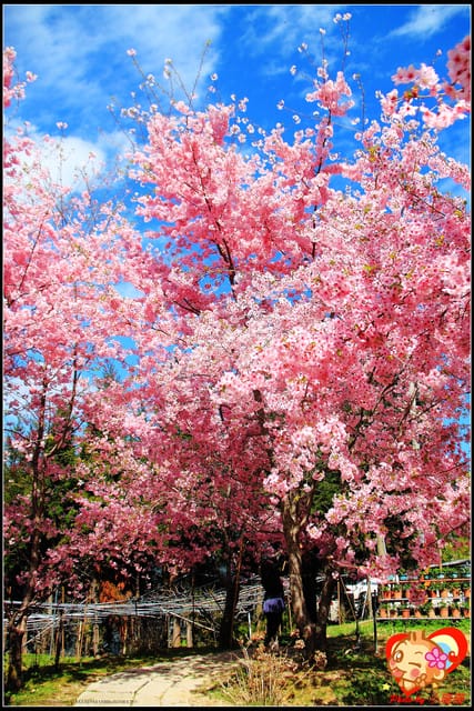 《遊記—桃園》拉拉山恩愛農場～千島櫻盛開中(2/26花況)