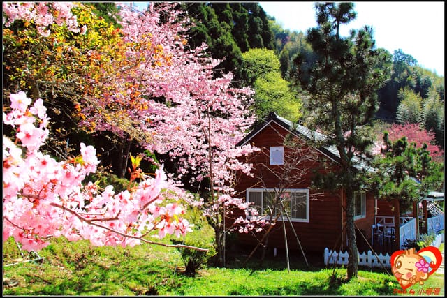《遊記—桃園》拉拉山恩愛農場～千島櫻盛開中(2/26花況)