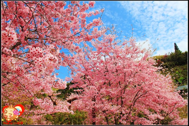 《遊記—桃園》拉拉山恩愛農場～千島櫻盛開中(2/26花況)