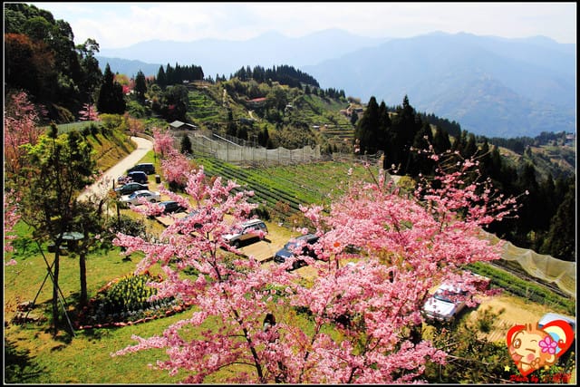 《遊記—桃園》拉拉山恩愛農場～千島櫻盛開中(2/26花況)