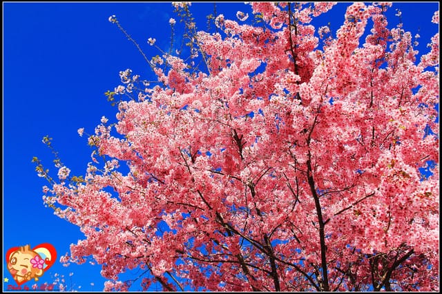 《遊記—桃園》拉拉山恩愛農場～千島櫻盛開中(2/26花況)