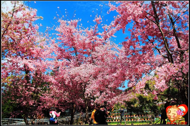 《遊記—桃園》拉拉山恩愛農場～千島櫻盛開中(2/26花況)