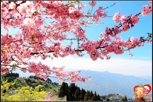 《遊記—桃園》拉拉山恩愛農場～千島櫻盛開中(2/26花況)
