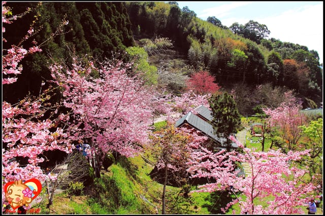 《遊記—桃園》拉拉山恩愛農場～千島櫻盛開中(2/26花況)
