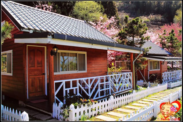 《遊記—桃園》拉拉山恩愛農場～千島櫻盛開中(2/26花況)