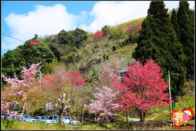《遊記—桃園》拉拉山恩愛農場～千島櫻盛開中(2/26花況)