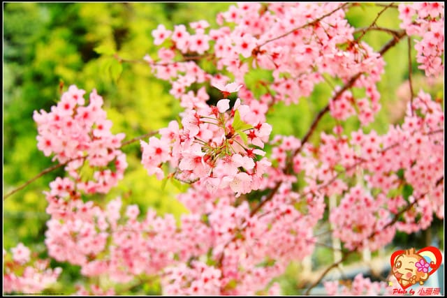 《遊記—桃園》拉拉山恩愛農場～千島櫻盛開中(2/26花況)