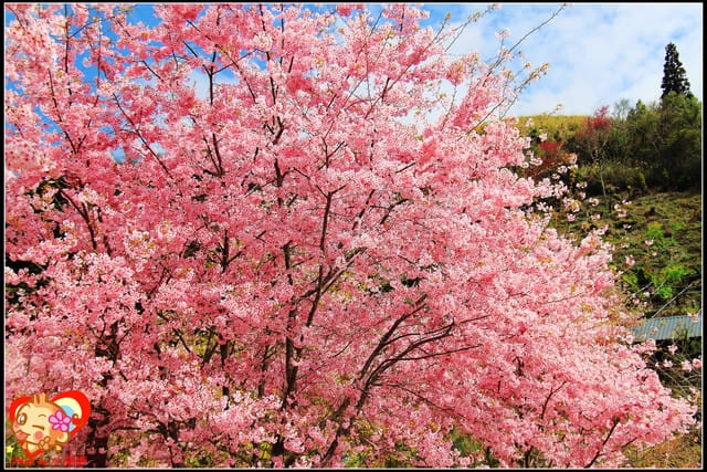 《遊記—桃園》拉拉山恩愛農場～千島櫻盛開中(2/26花況)
