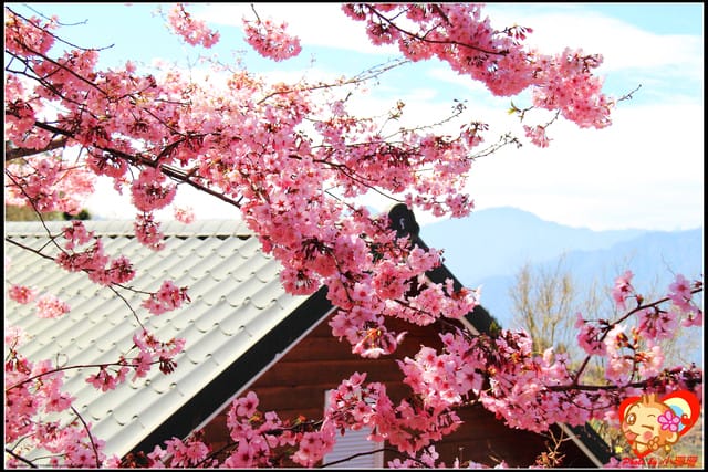《遊記—桃園》拉拉山恩愛農場～千島櫻盛開中(2/26花況)