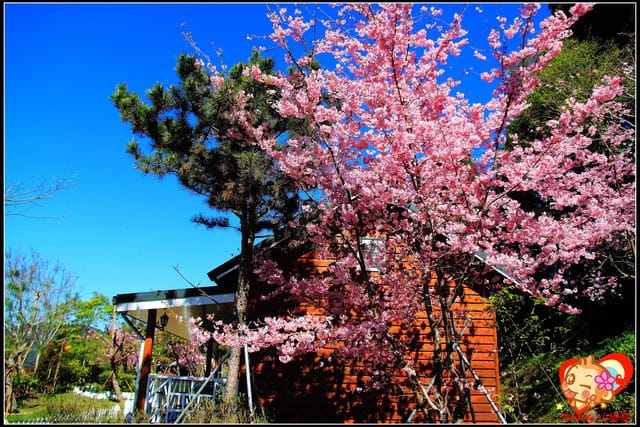 《遊記—桃園》拉拉山恩愛農場～千島櫻盛開中(2/26花況)
