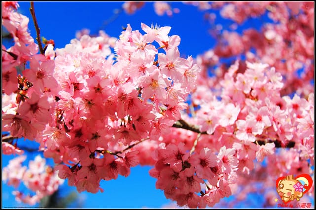 《遊記—桃園》拉拉山恩愛農場～千島櫻盛開中(2/26花況)