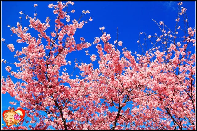 《遊記—桃園》拉拉山恩愛農場～千島櫻盛開中(2/26花況)