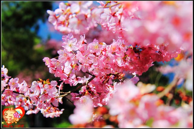 《遊記—桃園》拉拉山恩愛農場～千島櫻盛開中(2/26花況)