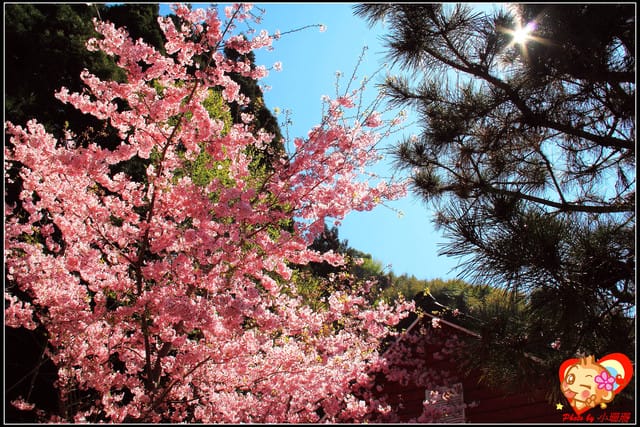 《遊記—桃園》拉拉山恩愛農場～千島櫻盛開中(2/26花況)