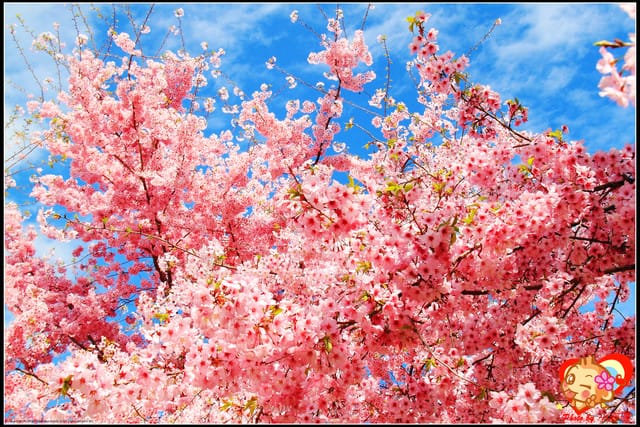 《遊記—桃園》拉拉山恩愛農場～千島櫻盛開中(2/26花況)